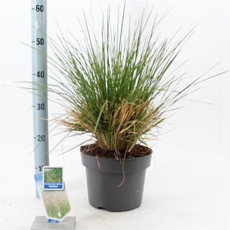 Deschampsia cesp. 'Goldtau' Pot 6,5 liter 40 - 60 cm
