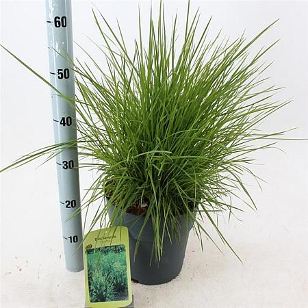 Deschampsia cesp. 'Goldtau' Pot 6,5 liter 40 - 60 cm