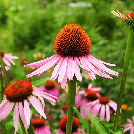 Echinacea purpurea Pot 2 Liter
