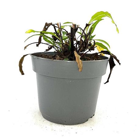 Echinacea purpurea Pot 2 Liter