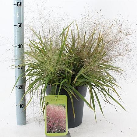 Eragrostis spectabilis Pot 6,5 liter 40 - 60 cm