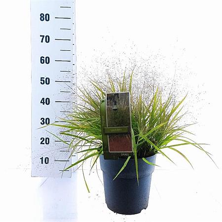 Eragrostis spectabilis Pot 6,5 liter 40 - 60 cm