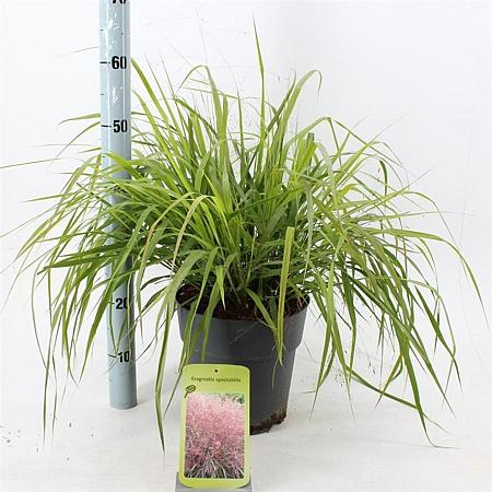 Eragrostis spectabilis Pot 6,5 liter 40 - 60 cm