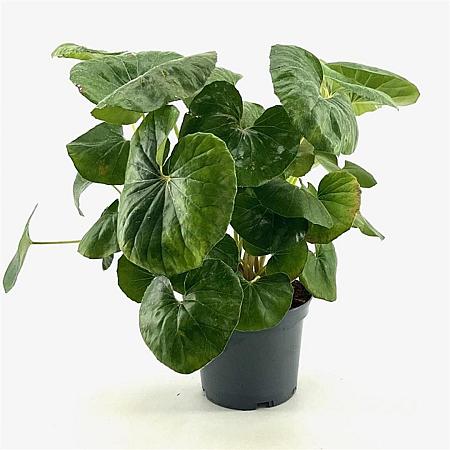 Farfugium japonicum giganteum Pot 3 Liter 30 - 40 cm