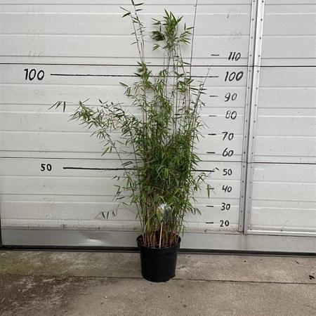 Fargesia 'Jiuzhaigou 1' Pot 5 liter 160 - 170 cm