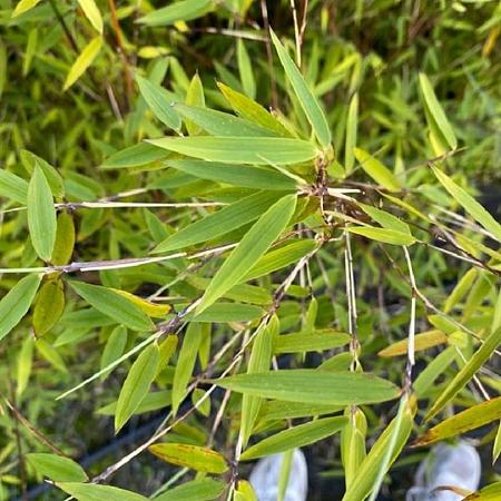 Fargesia 'Jiuzhaigou 1' Pot 5 liter 160 - 170 cm