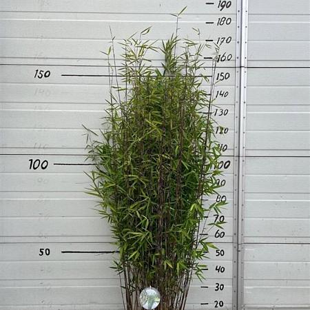 Fargesia nitida 'Black Pearl' Pot 10 liter 100 - 125 cm