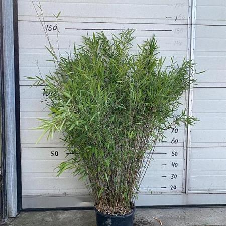 Fargesia nitida 'Black Pearl' Pot 10 liter 100 - 125 cm