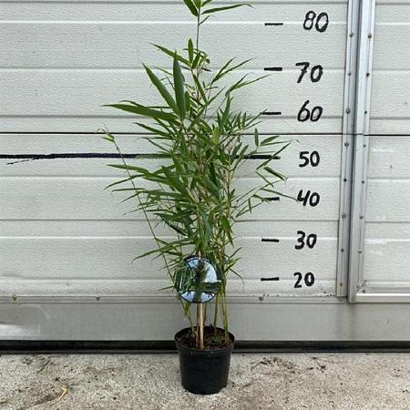 Fargesia robusta 'Campbell' Pot 1 liter 30 - 40 cm