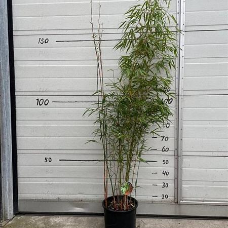 Fargesia scabrida 'Asian Wonder' Pot 10 liter 100 - 125 cm
