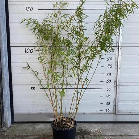 Fargesia scabrida 'Asian Wonder' Pot 10 liter 100 - 125 cm