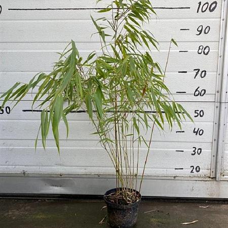 Fargesia scabrida 'Asian Wonder' Pot 1 liter 30 - 40 cm