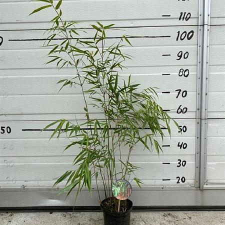 Fargesia scabrida 'Asian Wonder' Pot 1 liter 30 - 40 cm