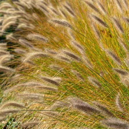 Pennisetum villosum Pot 9 cm