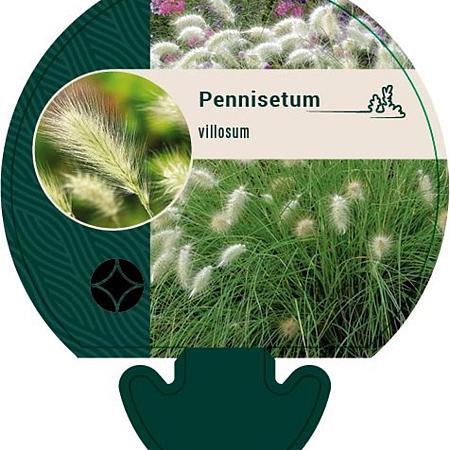 Pennisetum villosum Pot 9 cm