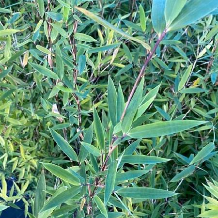 Fargesia 'Winter Joy' Pot 5 Liter 120 - 130 cm