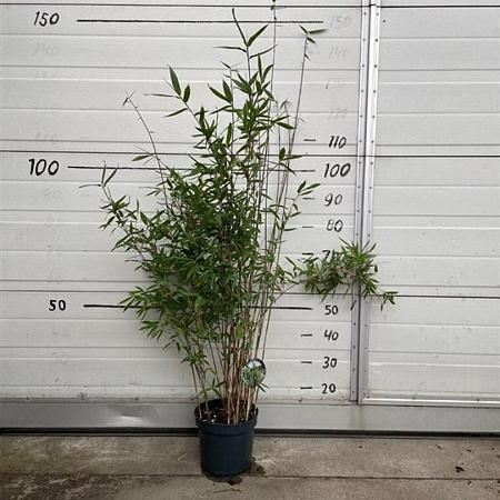 Fargesia 'Winter Joy' Pot 5 Liter 120 - 130 cm