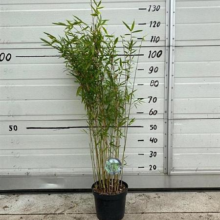 Fargesia 'Winter Joy' Pot 5 Liter 120 - 130 cm