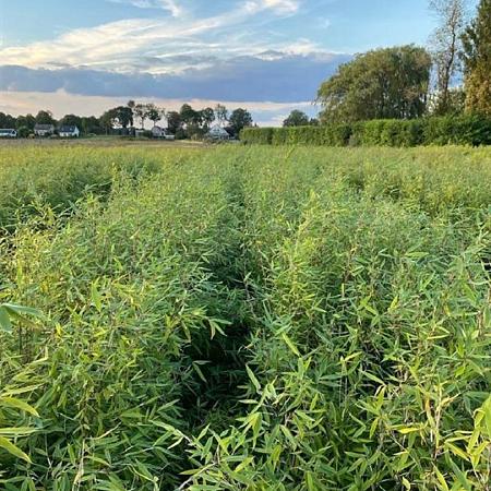 Fargesia 'Winter Joy' Pot 5 Liter 120 - 130 cm