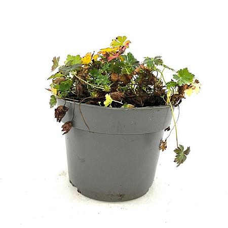 Geranium cant. 'Biokovo' Pot 2 Liter