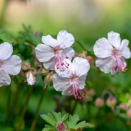 Geranium cant. 'Biokovo' Pot 2 Liter