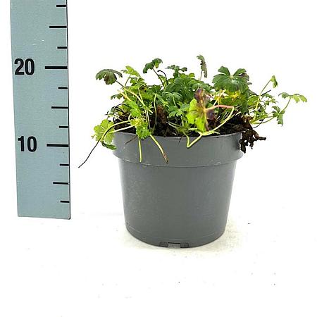 Geranium cant. 'Karmina' Pot 2 Liter