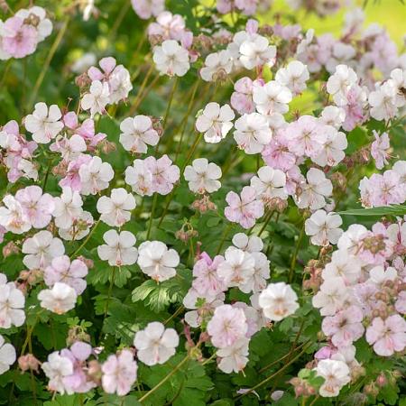 Geranium cant. 'St Ola' Pot 2 Liter
