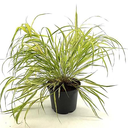 Hakonechloa macra 'Aureola' Pot 2 Liter 20 - 30 cm