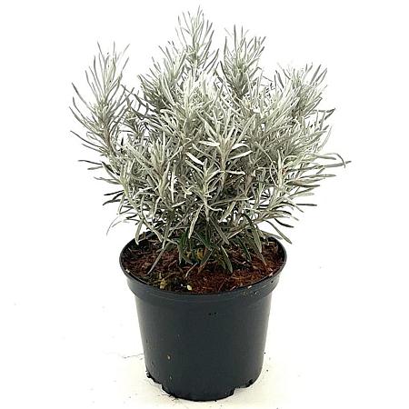 Helichrysum apiculatum 'Korma' Pot 2 liter 25-30cm