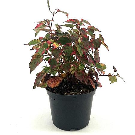 Houttuynia cordata 'Chameleon' Pot 2 Liter 20 - 30 cm