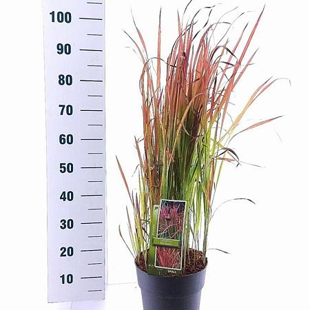 Imperata cylindrica 'Red Baron' Pot 6,5 liter 60 - 70 cm