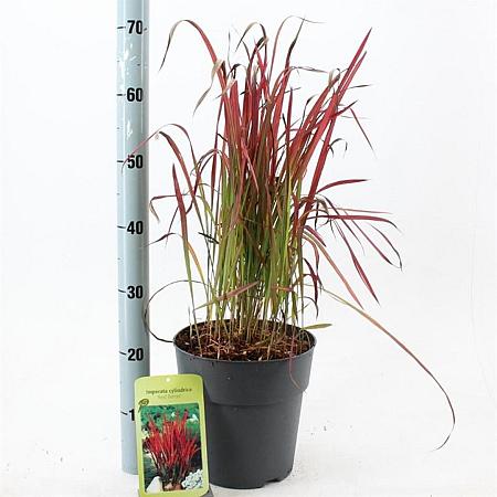 Imperata cylindrica 'Red Baron' Pot 6,5 liter 60 - 70 cm