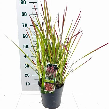 Imperata cylindrica 'Red Baron' Pot 6,5 liter 60 - 70 cm