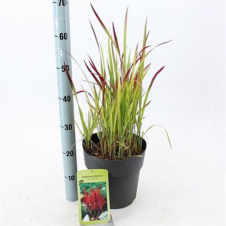 Imperata cylindrica 'Red Baron' Pot 6,5 liter 60 - 70 cm