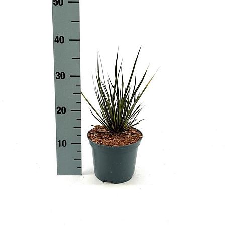 Libertia ixioides Taupo Sunset Pot 2 Liter30 - 40 cm