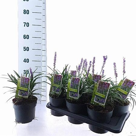 Liriope muscari 'Moneymaker' Pot 2,5 Liter