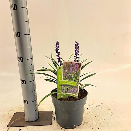 Liriope muscari 'Moneymaker' Pot 2,5 Liter