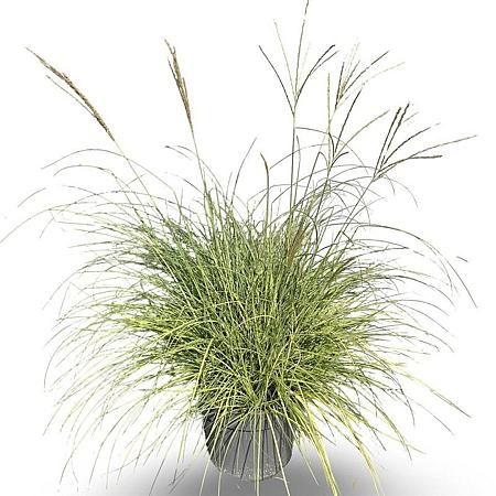 Miscanthus sin. 'Adagio' Pot 12 liter 80 - 100 cm