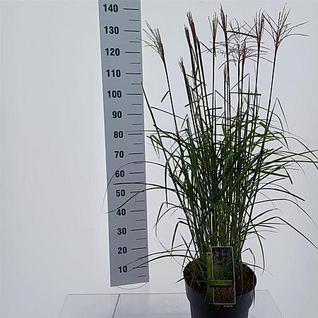Miscanthus sin. 'Ferner Osten' Pot 12 liter 60 - 80 cm
