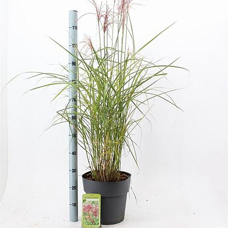 Miscanthus sin. 'Ferner Osten' Pot 12 liter 60 - 80 cm