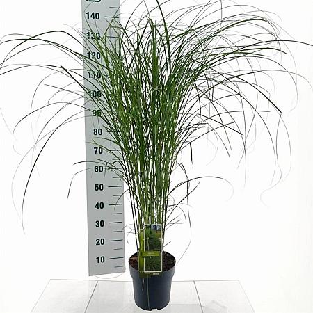 Miscanthus sin. 'Gracillimus' Pot 3 Liter 60 - 70 cm