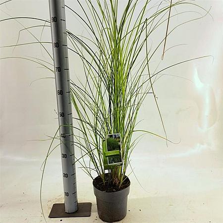 Miscanthus sin. 'Gracillimus' Pot 3 Liter 60 - 70 cm