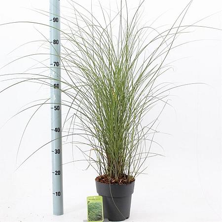 Miscanthus sin. 'Gracillimus' Pot 3 Liter 60 - 70 cm