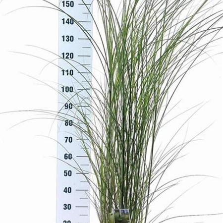 Miscanthus sin. 'Gracillimus' Pot 12 liter 60 - 80 cm