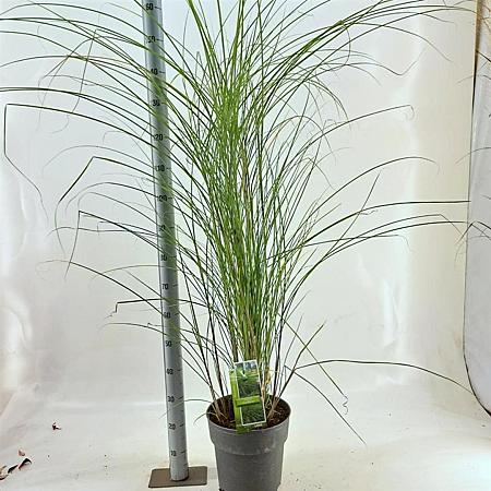 Miscanthus sin. 'Gracillimus' Pot 12 liter 60 - 80 cm