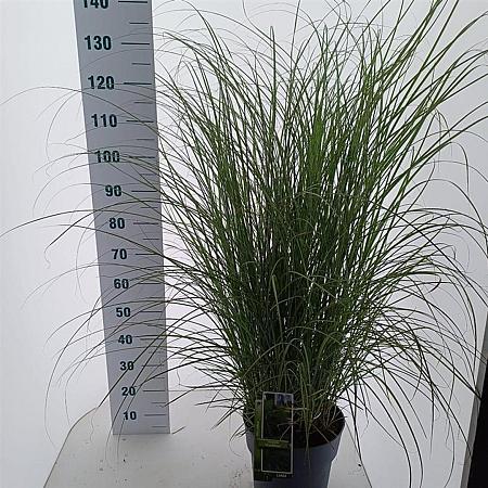 Miscanthus sin. 'Gracillimus' Pot 12 liter 60 - 80 cm