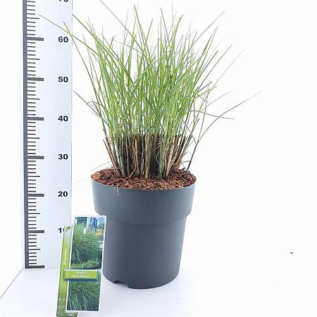 Miscanthus sin. 'Gracillimus' Pot 12 liter 60 - 80 cm