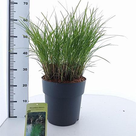 Miscanthus sin. 'Kleine Silbersp.' Pot 12 liter 60 - 80 cm