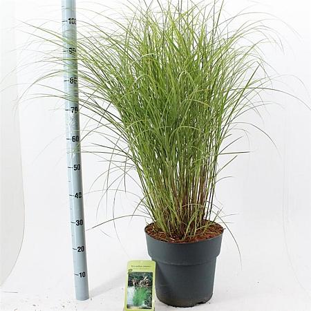 Miscanthus sin. 'Kleine Silbersp.' Pot 12 liter 60 - 80 cm