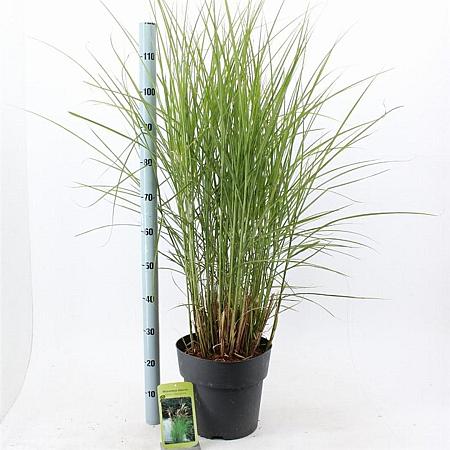 Miscanthus sin. 'Kleine Silbersp.' Pot 12 liter 60 - 80 cm